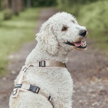 Ein brauner und weißer Hund mit einem grauen Geschirr und einer Leine, der in einem bewaldeten Gebiet nach oben schaut, mit weichem, verschwommenem Hintergrund.