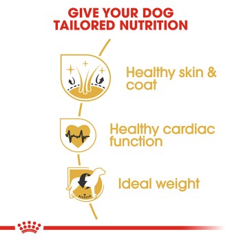 Infographic promoting tailored nutrition for dogs, highlighting benefits: healthy skin & coat, healthy cardiac function, and ideal weight.