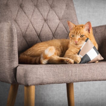 Eine orangefarbene Tabbykatze, die auf einem stilvollen grauen gepolsterten Stuhl liegt und ein kleines schwarz-weiß gemustertes Kissen hält.