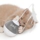 Un chaton de couleur claire et joueur mordille un jouet interactif rond, blanc et gris avec une plume attachée, conçu pour le divertissement des animaux de compagnie.