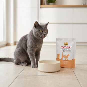 Chat gris à côté d'une gamelle vide et d'un sac de nourriture pour chats Select Gold MEDICA Veterinary Diet (300 g). – Généré par IA