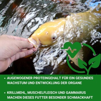 Eine Person hält einen gelben Fisch im Wasser, mit Text über ausgewogenes Protein für das Wachstum und schmackhafte Zutaten wie Krill und Muschel.