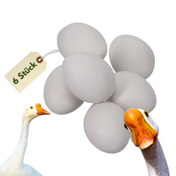 Sechs weiße Eier mit einem Schild mit der Aufschrift „6 Stück“ und zwei von unten hervorlugenden Gänseköpfen vor weißem Hintergrund.