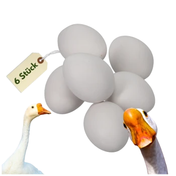 Sechs weiße Eier mit einem Schild mit der Aufschrift „6 Stück“ und zwei von unten hervorlugenden Gänseköpfen vor weißem Hintergrund.