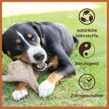 Ein Beagle-Hund, der auf einem Holzstock kaut, mit Text, der Vorteile hervorhebt: unterstützt die Zahngesundheit, reduziert Stress und bietet langanhaltenden Genuss.