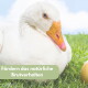 Weiße Gans auf Gras neben einem goldenen Ei, mit grünem Bannertext „Fördern das natürliche Brutverhalten“.