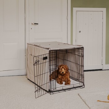 Ein brauner, flauschiger Hund sitzt in einer schwarzen Drahtkiste mit einem beigen Bezug, die auf einem hellen Teppich in einem Raum mit grünen Wänden steht.