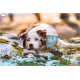 Eine Dose Haustierfutter mit dem Etikett "WOW" und dem Text "Mit Pute Zucchini Löwenzahn" liegt auf dem Boden neben einem ruhenden Hund.