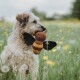 Ein flauschiger Hund hält ein plüschiges Bienen-Spielzeug im Mund, umgeben von einem Feld mit gelben Blumen und grünem Gras.