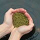 Ein Paar Hände, die kleine grüne Haustierfutterpellets über einer dunklen Wasseroberfläche halten, was Frische und Qualität suggeriert.