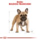 Ilustracja francuskiego buldoga z wymiarami i napisem "RASA: BULLDOG FRANCUSKI" na górze w pogrubionej czerwieni.