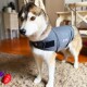 Gilet tranquillisant gris S