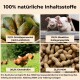 Bild eines Haustier-Nahrungsergänzungsmittels mit vier Abschnitten: Grünlippmuscheln, bioaktive Kollagenpeptide, Chondroitin und MSM, jeweils mit Prozentangaben.