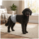Schwarzer, lockiger Hund steht auf einem Teppich in Innenräumen und trägt eine graue Bauchbandage
