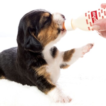 Ein süßer Beagle-Welpe trinkt aus einer kleinen Flasche, die von einer Hand gehalten wird, vor einem sanften weißen Hintergrund.