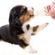 Ein süßer Beagle-Welpe trinkt aus einer kleinen Flasche, die von einer Hand gehalten wird, vor einem sanften weißen Hintergrund.