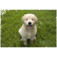 Flauschiger Golden‑Retriever‑Welpe sitzt auf grünem Gras, mit herausgestreckter Zunge und Blick in die Kamera.