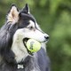 Eine Nahaufnahme eines schwarz-weißen Hundes, der einen leuchtend grünen Tennisball im Mund hält, vor einem verschwommenen grünen Hintergrund.