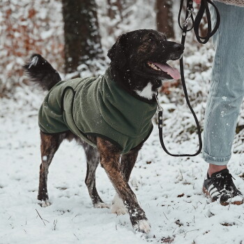 Ein mittelgroßer Hund in einem dunkelgrünen Fleece-Mantel, der auf einem weißen Hintergrund steht und aufmerksam zur Seite schaut.