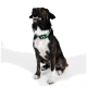Ein stilvolles mintgrünes Hundehalsband mit einer schwarzen Schnalle und verstellbaren Löchern, mit dem Text "THE DOG IDEA" auf der Schnalle.