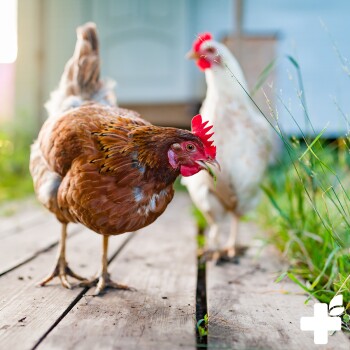 Etikett für REAVET Wermut-Mix für Hühner, mit einem grauen Huhn, Zutatenliste und Fütterungsanweisungen in Deutsch.