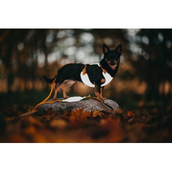 Ein kleiner schwarzer Hund steht stolz auf einem Stein, trägt ein weißes Geschirr mit einer orangefarbenen Leine und ist von Herbstblättern umgeben.
