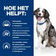 Een blije hond tegen een blauwe achtergrond, die hondenvoer benadrukt dat voedselintoleranties vermindert en een gezonde spijsvertering bevordert.