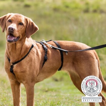 Ein brauner Hund, der ein schwarzes Geschirr und eine Leine trägt, steht im Freien vor einem verschwommenen grünen Hintergrund.