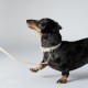 Hundehalsband Recyceltes Polyester beige S