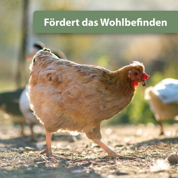 Beige Henne läuft über sonnenbeschienenen Boden mit unscharfen Vögeln im Hintergrund; grünes Banner: „Fördert das Wohlbefinden“