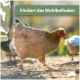 Beige Henne läuft über sonnenbeschienenen Boden mit unscharfen Vögeln im Hintergrund; grünes Banner: „Fördert das Wohlbefinden“