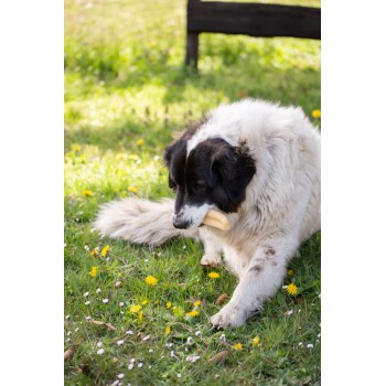 Ein flauschiger schwarz-weißer Hund sitzt auf grünem Gras, das mit gelben Löwenzahnblüten und weißen Blumen übersät ist, und hält ein Kauspielzeug im Mund.