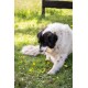 Ein flauschiger schwarz-weißer Hund sitzt auf grünem Gras, das mit gelben Löwenzahnblüten und weißen Blumen übersät ist, und hält ein Kauspielzeug im Mund.