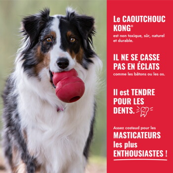 Chien tricolore tenant un jouet KONG rouge ; la barre latérale rouge indique (en français) « Le CAOUTCHOUC KONG... Il ne se casse pas en éclats »