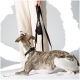 Eine Person in hellen Hosen hält eine schwarze Hundeleine, während ein gestromter und weißer Hund aufmerksam neben ihnen sitzt und nach oben schaut.