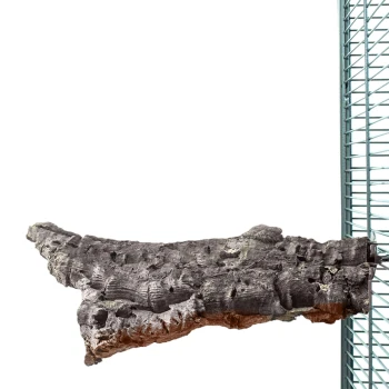 Natürlicher Holz-Haustierkletterast, strukturierte Oberfläche, ideal für Reptilien oder kleine Tiere, vor einem weißen Hintergrund präsentiert.