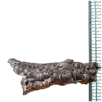 Natürlicher Holz-Haustierkletterast, strukturierte Oberfläche, ideal für Reptilien oder kleine Tiere, vor einem weißen Hintergrund präsentiert.
