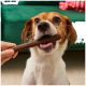 Braun-weißer Hund hält einen braunen Kaustick im Maul, während eine Hand ihn anbietet; grünes Sofa im Hintergrund.