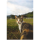 Dreifarbige Katze mit grünen Augen und weißer Brust auf einer Wiese, schaut in die Kamera; im Hintergrund ein weißer Zaun.