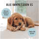 Ein Golden Retriever Welpe auf einem hellen Teppich, der ein Spielzeug kaut. Text: "Alle Hunde lieben es," "Für alle Größen & Rassen," "Sogar für Welpen."