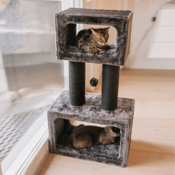 Ein zweistufiger Haustierturm mit einer Bengal-Katze, die oben entspannt, und einem kleinen Hund, der unten ruht, ausgestattet mit Kratzpfosten und einem hängenden Spielzeug.