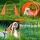 Ein verspielter weißer Hund läuft durch einen orangefarbenen Tunnel, während ein anderer zuschaut. Helle Agilitätsgeräte sind auf einem grasbewachsenen Feld aufgebaut.