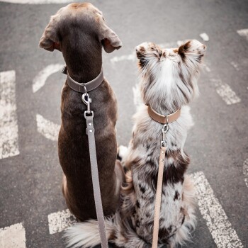 Zwei Hunde, die nebeneinander auf einer Straße sitzen, einer mit grauem Fell und der andere mit Merle-Muster, beide tragen stilvolle Halsbänder und Leinen.
