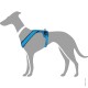 Eine graue Silhouette eines Hundes, der ein blaues Geschirr trägt, das das Design und die Passform des Geschirrs zeigt.