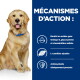 Golden retriever avec collier bleu à côté d'un panneau bleu indiquant « MÉCANISMES D'ACTION : » énumérant oméga‑3, L‑carnitine et antioxydants.