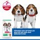 Zwei Beaglewelpen mit roten Halsbändern neben einem Hill's Science Plan Welpenbeutel; blauer Banner „FÖRDERT...IMMUNSYSTEM“