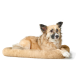 Ein entspannter Hund liegt auf einem weichen, beigen Haustierbett und zeigt sein flauschiges Fell und seine aufmerksamen Ohren.