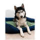 Ein schwarz-weißer sibirischer Husky mit auffälligen blauen Augen ruht auf einem plüschigen Hundebett mit grünem Zentrum und blauen Rändern.