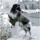 Ein mittelgroßer Hund mit gestromtem Fell trägt eine stilvolle olivgrüne Hundejacke mit orangefarbenen Akzenten und steht vor einem weißen Hintergrund.