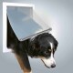 Ein Hund, der teilweise aus einer klaren Kunststoff-Hundetür mit weißem Rahmen herauskommt, vor einem grauen Hintergrund.